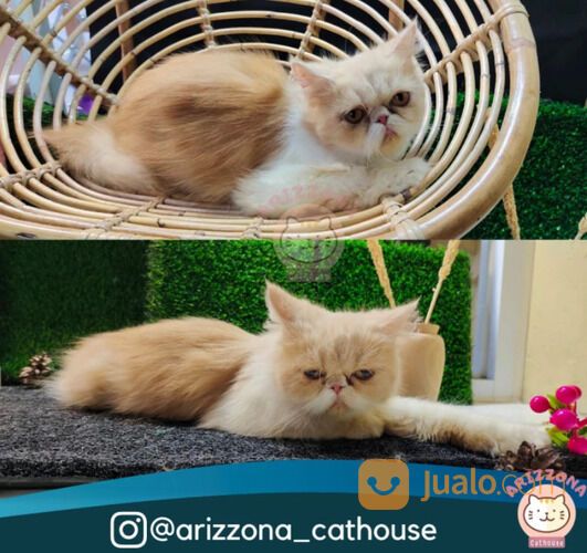 Kucing persia peaknose longhair betina