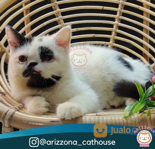 Kucing Exotic Persia Peaknose Shorthair