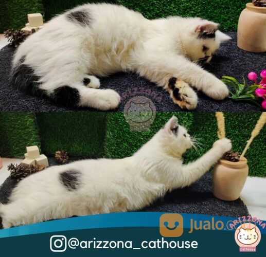 Kucing Exotic Persia Peaknose Shorthair