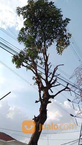 Tebang Pohon Beres Murah Profesional