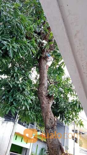 Tebang Pohon Beres Murah Profesional