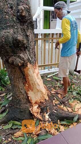 Tebang Pohon Beres Murah Profesional