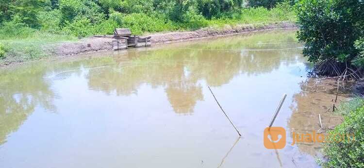 TAMBAK LOKASI TERBAIK UNTUK BUDIDAYA