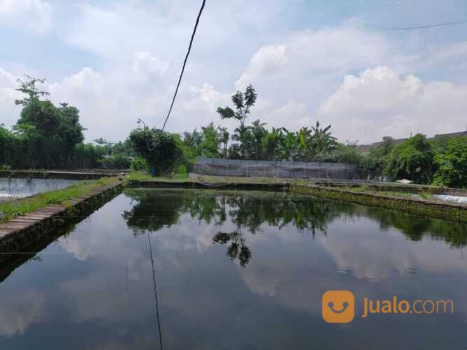 TANAH ADA KOLAM IKANNYA