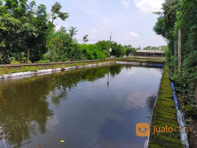 TANAH ADA KOLAM IKANNYA