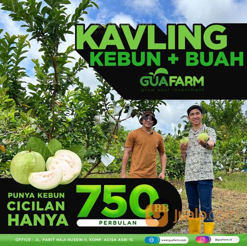Kebun Jambu Kristal dekat Kota Pontianak