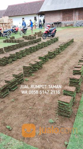 Harga Rumput Manila Per Meter Jombang Kwalitas Terbaik Siap Tanam