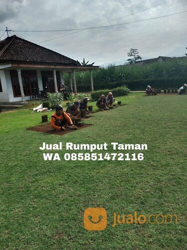Harga Rumput Manila Per Meter Jombang Kwalitas Terbaik Siap Tanam