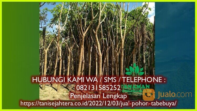 Tabebuya Kabupaten Sleman 082131585252 Unggul