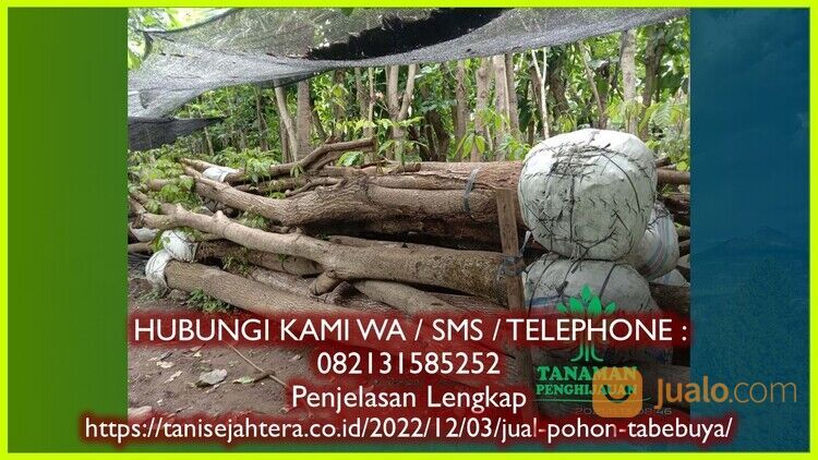 Pohon Tabebuya Kota Denpasar Bergaransi 082131585252 Unggul