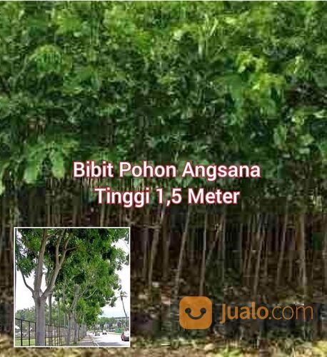 Bibit Pohon Angsana Tinggi Bibit 1,5 Meter