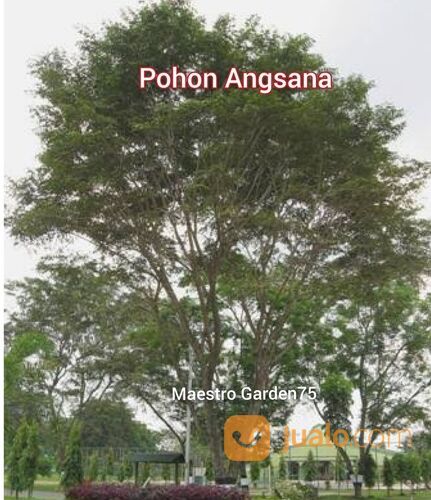 Bibit Pohon Angsana Tinggi Bibit 1,5 Meter