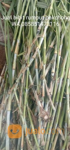 Harga Bibit Rumput Pakchong Lamongan Untuk Pakan Ternak