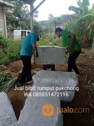 Harga Bibit Rumput Pakchong Lamongan Untuk Pakan Ternak