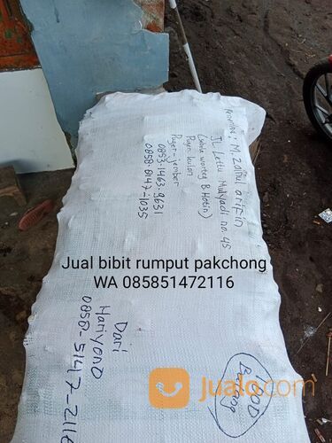 Harga Bibit Rumput Pakchong Lamongan Untuk Pakan Ternak