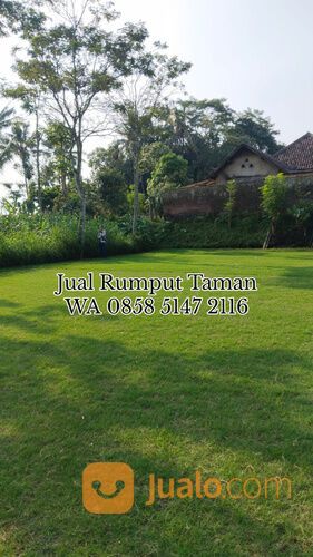 Harga Rumput Bermuda Lamongan Siap Kirim dan Tanam