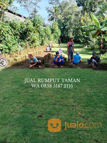 Harga Rumput Bermuda Lamongan Siap Kirim dan Tanam