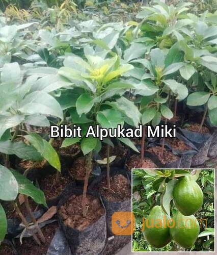 Bibit Alpukat Miki Tinggi Bibit 40 Cm