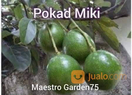 Bibit Alpukat Miki Tinggi Bibit 40 Cm