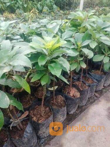 Bibit Alpukat Miki Tinggi Bibit 40 Cm