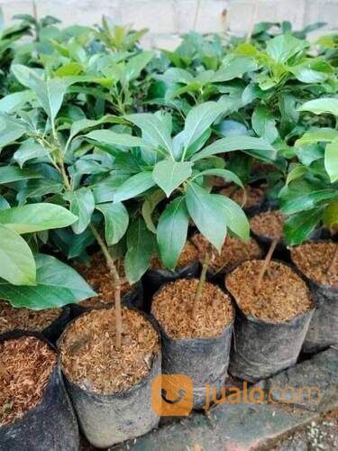 Bibit Alpukat Miki Tinggi Bibit 40 Cm