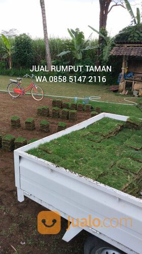 Beli Rumput Manila Per Meter Kepanjen Malang