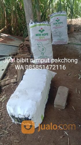 Beli Bibit Rumput Pakchong Mojokerto