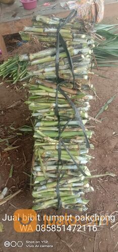 Beli Bibit Rumput Pakchong Mojokerto