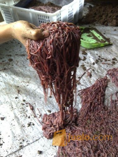 Cacing Afrika atau cacing ANC