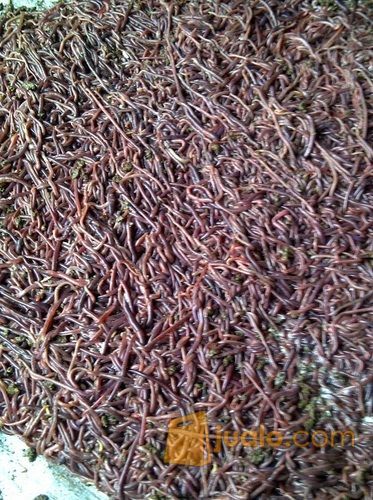 Cacing Afrika atau cacing ANC