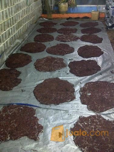 Cacing Afrika atau cacing ANC