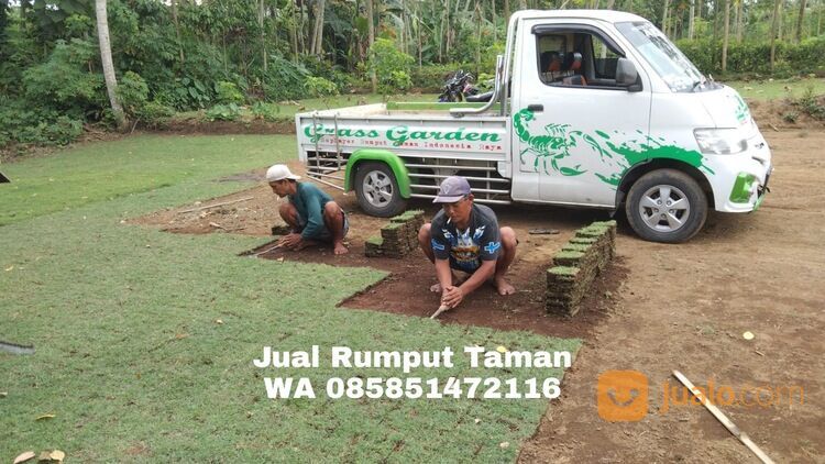 Beli Rumput Jepang Per M2 Nganjuk