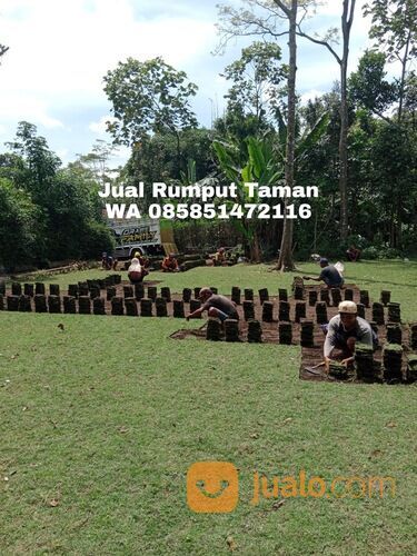 Beli Rumput Jepang Per M2 Nganjuk
