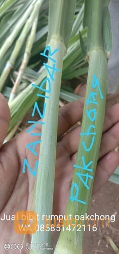 Beli Bibit Rumput Pakchong Nganjuk Untuk Pakan Ternak
