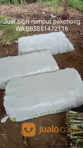 Beli Bibit Rumput Pakchong Nganjuk Untuk Pakan Ternak