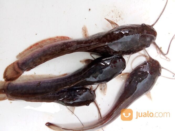 Bibit lele Bekasi Utara pondok ungu permai