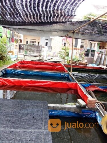 Bibit lele Bekasi Utara pondok ungu permai