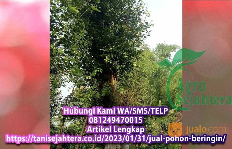 Pohon Bonsai Beringin Kabupaten Banyuwangi 081249470015 lgsg Petani