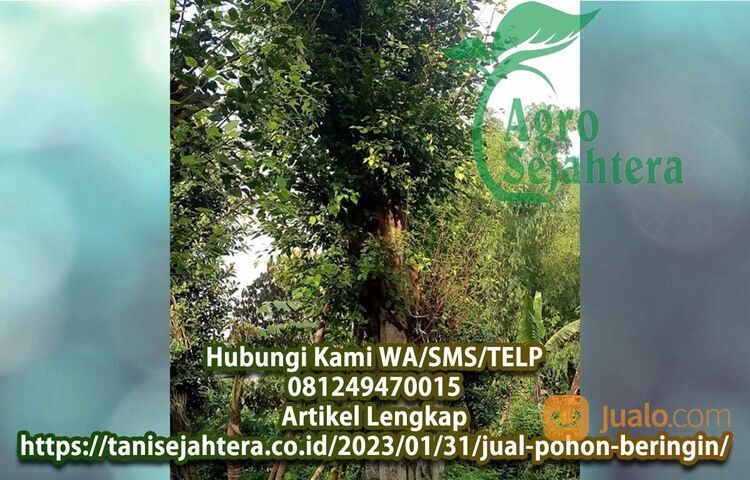 Pohon Beringin Putih Kabupaten Bojonegoro Terpercaya 081249470015 Terbaik
