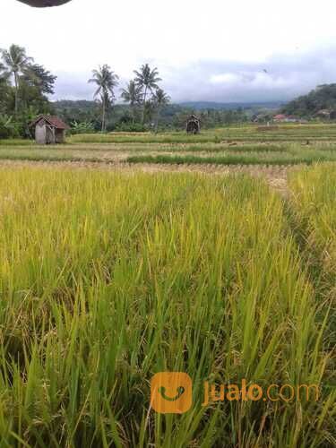 TANAH SAWAH PRODUKTIF SHM MURAH DI KUNINGAN JAWA BARAT