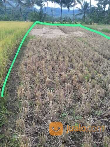 TANAH SAWAH PRODUKTIF SHM MURAH DI KUNINGAN JAWA BARAT