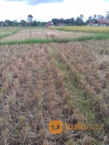 TANAH SAWAH PRODUKTIF SHM MURAH DI KUNINGAN JAWA BARAT