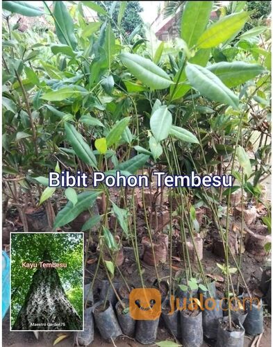 Tembesu Bibit Pohon 60-70 cm