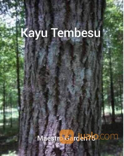 Tembesu Bibit Pohon 60-70 cm
