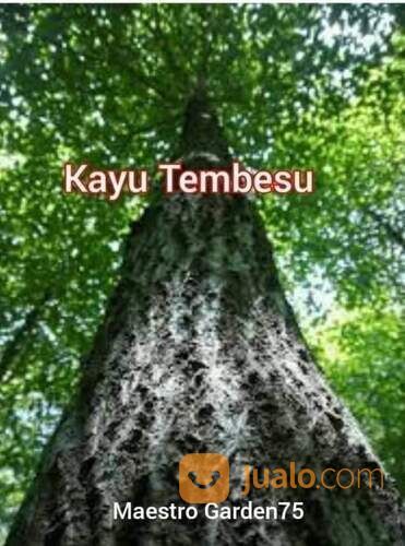 Tembesu Bibit Pohon 60-70 cm