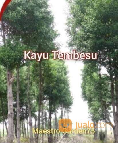 Tembesu Bibit Pohon 60-70 cm