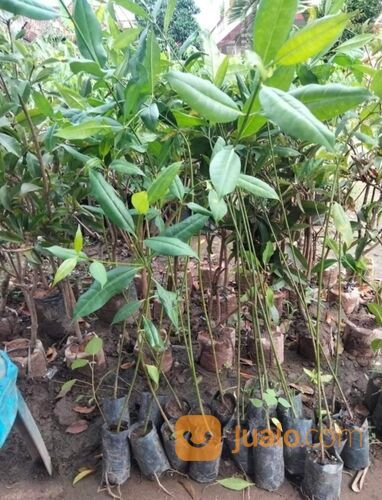 Tembesu Bibit Pohon 60-70 cm