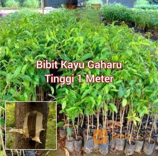 Bibit Kayu Gaharu Tinggi 1 Meter