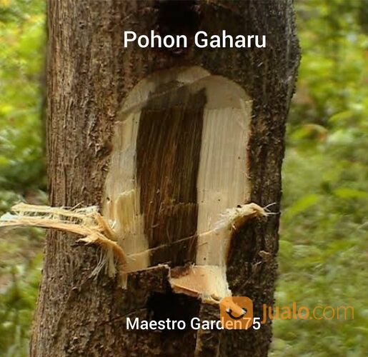 Bibit Kayu Gaharu Tinggi 1 Meter