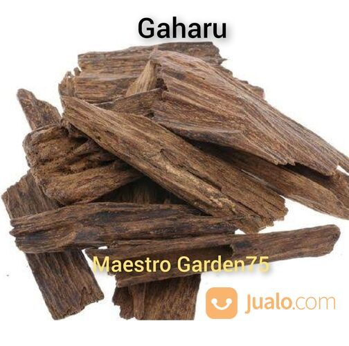 Bibit Kayu Gaharu Tinggi 1 Meter